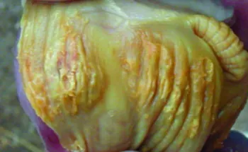 Causes-of-Gizzard-Erosion-and-Proventriculitis-in-Broilers.jpg
